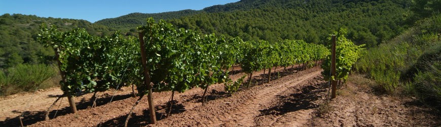 Spanische Rotweine aus der Region Montsant - Weinlager Barkhausen
