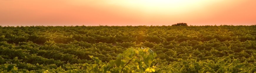 Spanische Weißweine aus der Region Rueda - Weinlager Barkhausen