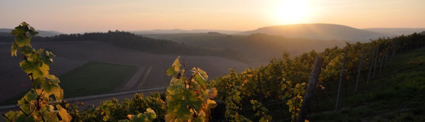 Ausgesuchte Roséweine aus Deutschland - Weinlager Barkhausen