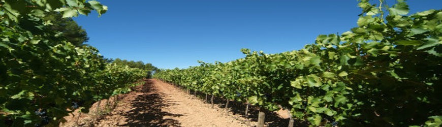 Ausgesuchte Roséweine aus Spanien - Weinlager Barkhausen