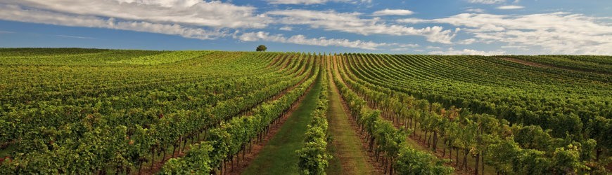 Ausgesuchte Roséweine aus Österreich - Weinlager Barkhausen