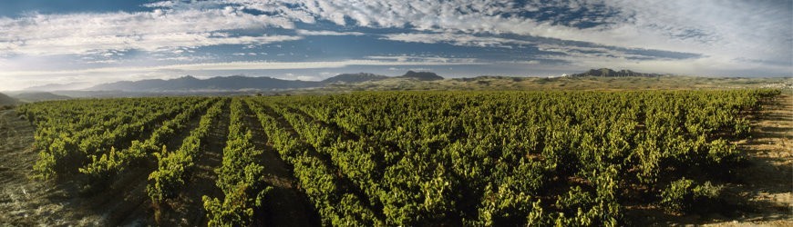 Ausgesuchte Roséweine aus Portugal - Weinlager Barkhausen