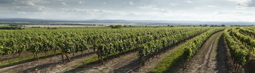 Deutsche Roséweine aus der Pfalz - Weinlager Barkhausen