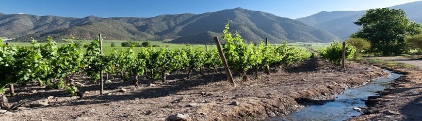 Rotwein aus Chile - Weinlager Barkhausen