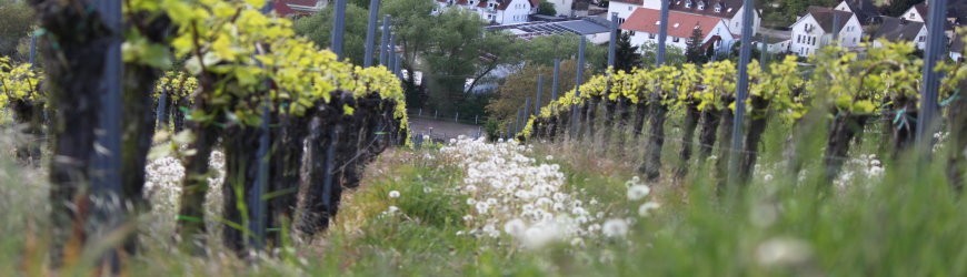 Ausgesuchte Bio-Weißweine - Weinlager Barkhausen