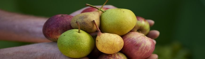 Alkoholfreie Seccos in vielen Varianten - Weinlager Barkhausen