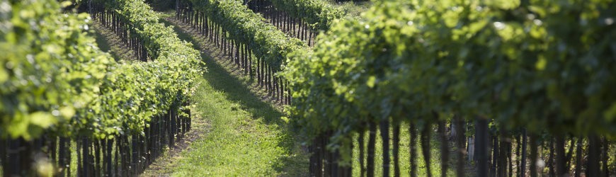 Ausgesuchte Cremants in vielen Variationen - Weinlager Barkhausen
