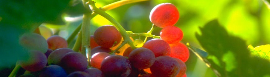 Rotweine der Schlosskellerei Affaltrach - Weinlager Barkhausen