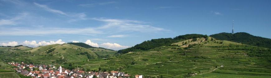 Deutsche Rotweine aus Baden - Weinlager Barkhausen