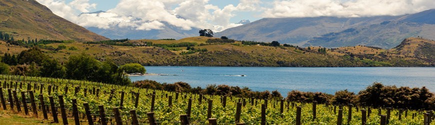 Weißwein aus Neuseeland - Weinlager Barkhausen