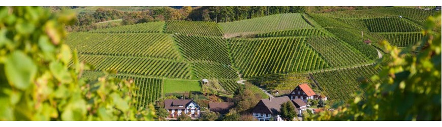 Badener Weißweine von Alde Gott - Weinlager Barkhausen