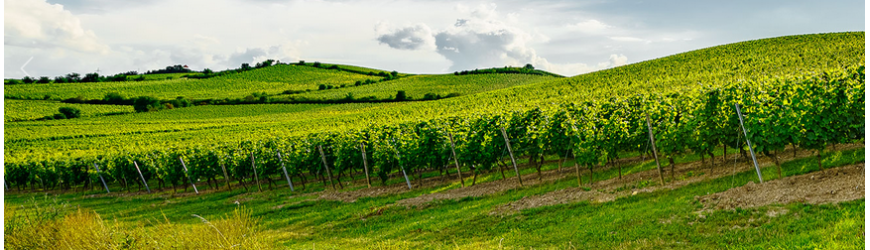 Weingut Köster-Wolf