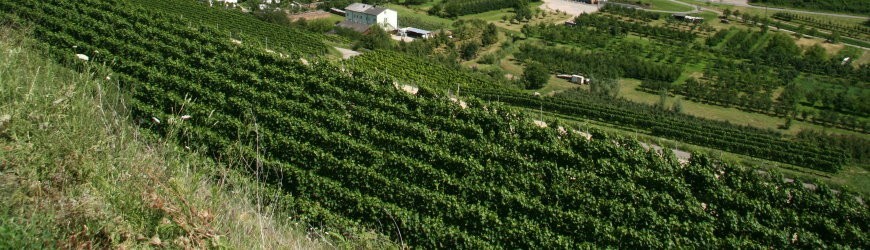 Badener Weißweine der Winzergen. Oberbergen - Weinlager Barkhausen