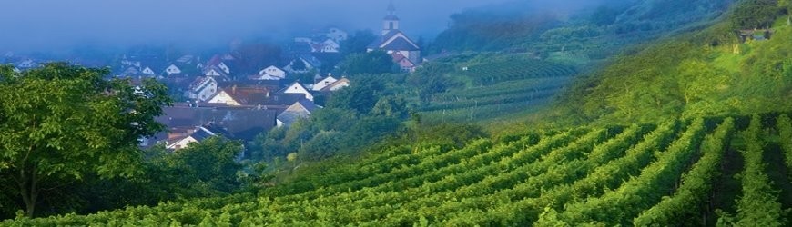 Badener Rotweine der Winzergen. Wasenweiler - Weinlager Barkhausen