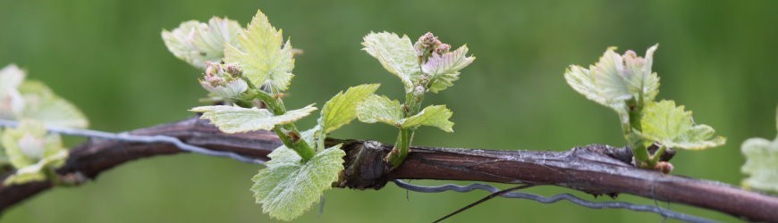 Deutsche Weißweine von der Mosel - Weinlager Barkhausen