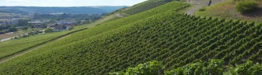 Weißweine des Weinguts Emrich-Schönleber - Weinlager Barkhausen