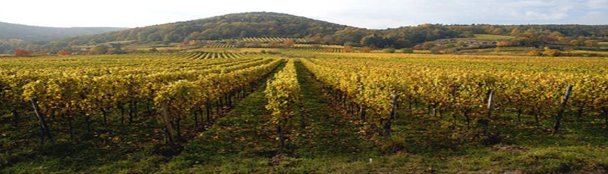 Pfälzische Weißweine von Bassermann-Jordan - Weinlager Barkhausen