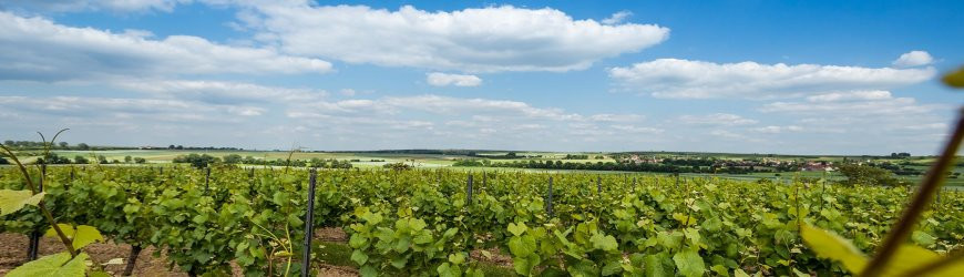 Rheinhessische Rotweine des Weinguts Gehring - Weinlager Barkhausen