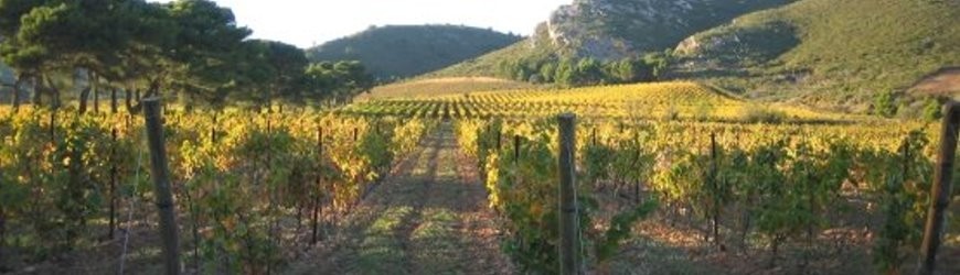 Französische Rotweine aus der Region Fronsac - Weinlager Barkhausen