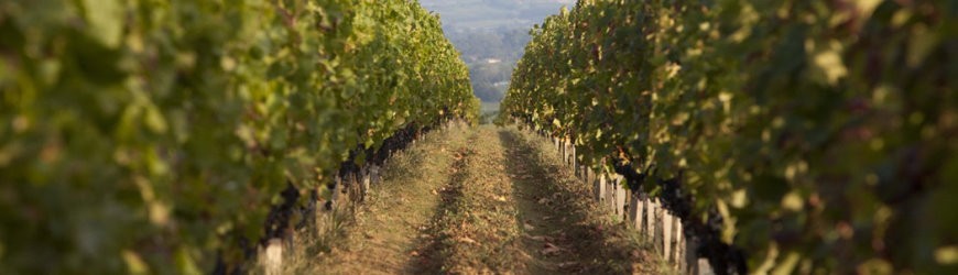 Französische Rotweine aus der Region Haut-Médoc - Weinlager Barkhausen