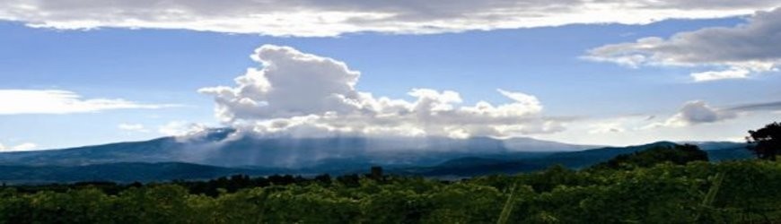 Französische Rotweine aus der Region Pauillac - Weinlager Barkhausen