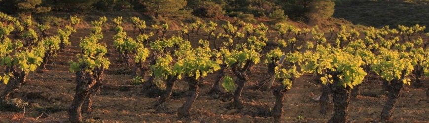 Französische Rotweine aus der Region Pessac-Léognan - Weinlager Barkhausen