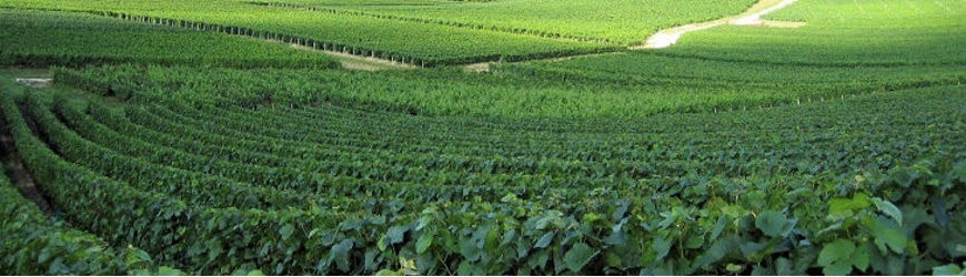 Französische Weißweine von der Cote de Gascogne - Weinlager Barkhausen