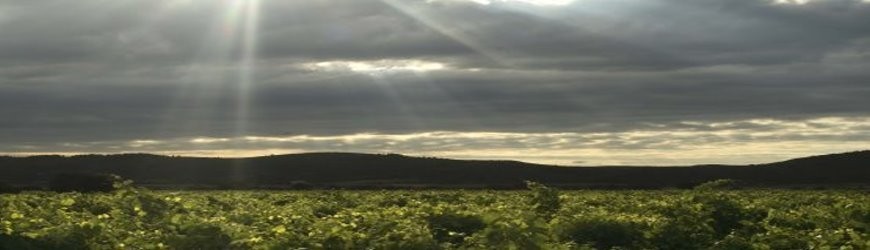 Französische Rotweine aus der Region Cotes du Roussilon - Weinlager Barkhausen