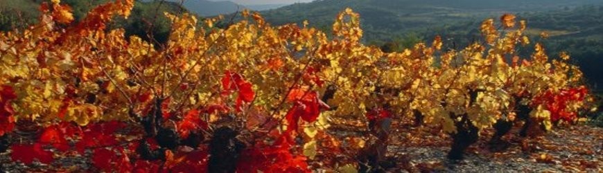 Französische Rotweine aus der Region Rhone - Weinlager Barkhausen