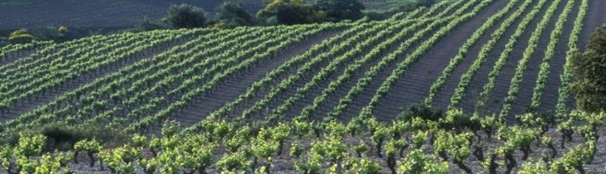 Italienische Rotweine aus der Region Basilikata - Weinlager Barkhausen